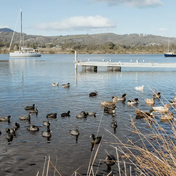 Huon River Sunrise Suite, gallery view 26