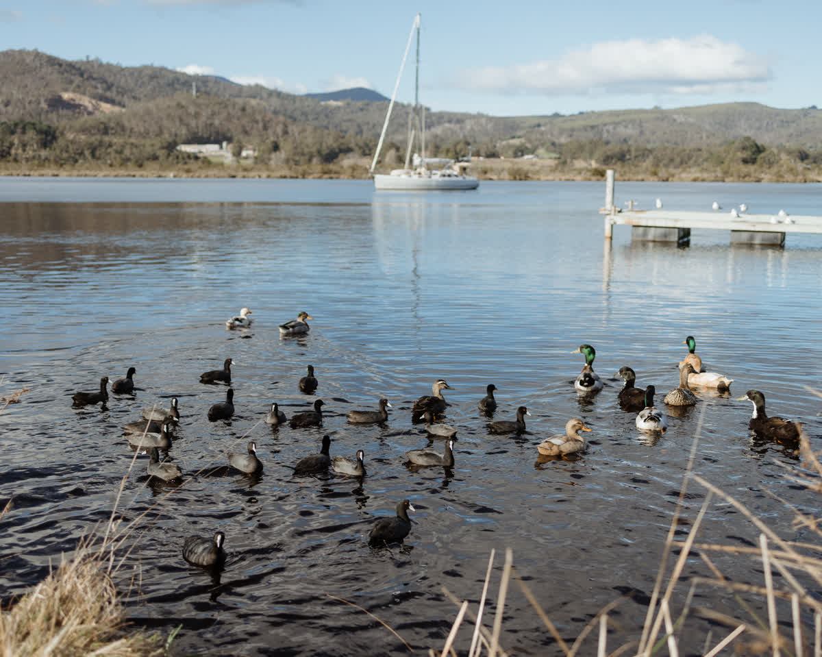 Huon River View Suite - Gallery Image 20