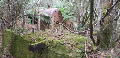 Franklin Forest Walk